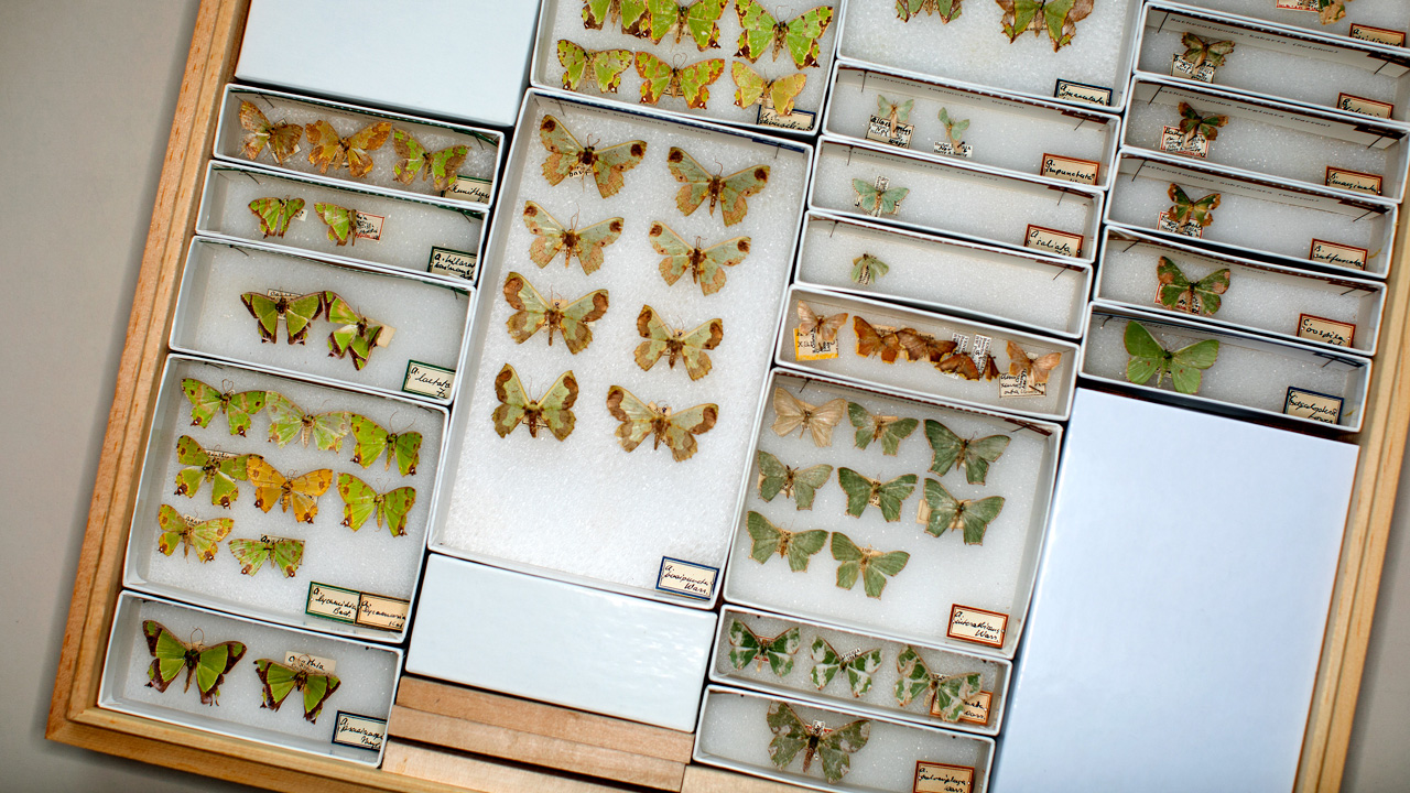 a display case with pinned butterfly and moth specimens